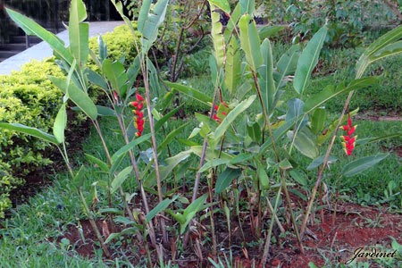 Bananeira ornamental