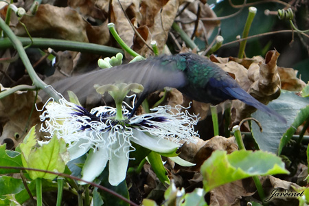 Beija-flor tesoura na flor da paixão