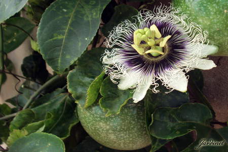 Flor do maracujazeiro, flor do maracujá