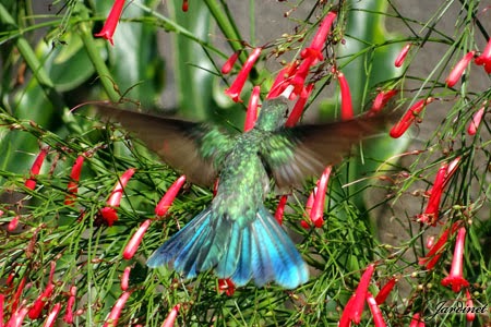  Colibri-serrirostris