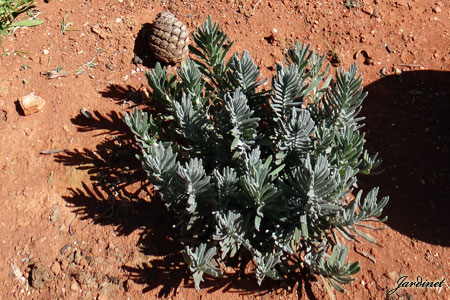  lavanda-inglesa 8 meses após semeadura