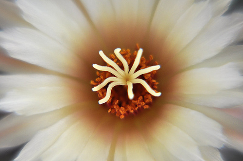 coryphanta cornifera flower macro