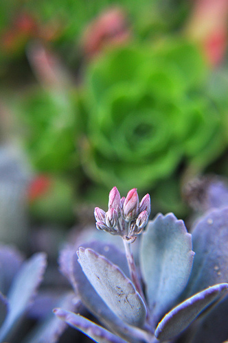 kalanchoe pumila flower buds