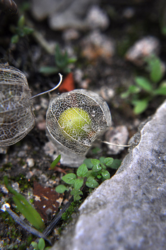 physalis filigrana