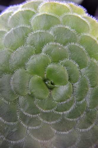 aeonium tabuliforme