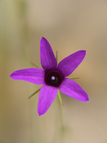 simple, small, wild and violet