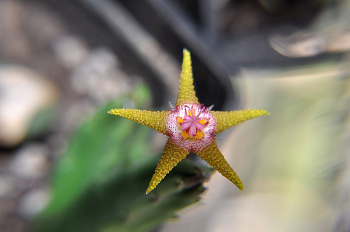 stapelia flavoporpurea flower wonder