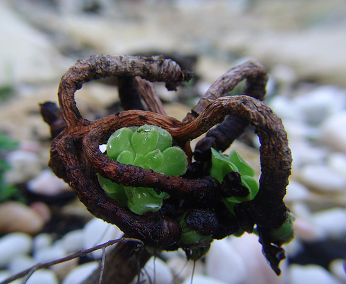 aeonium arboreum enigma