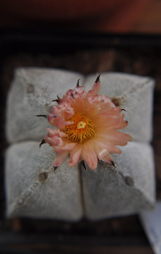 astrophytum myriostigma cuadricostatum flower top