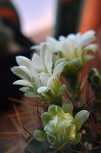 gymnocalycium ansitii flowers