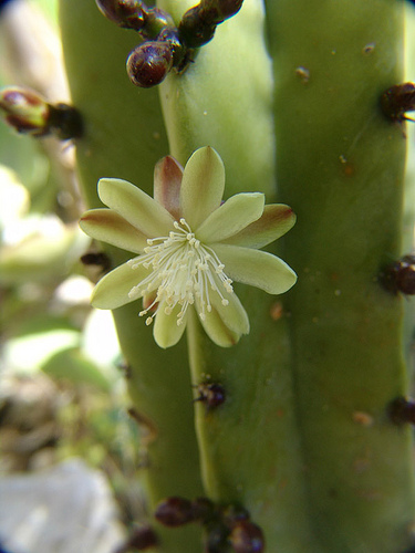 myrtillocactus geometrizans flower