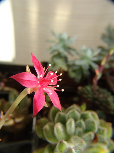 graptopetalum bellum flower