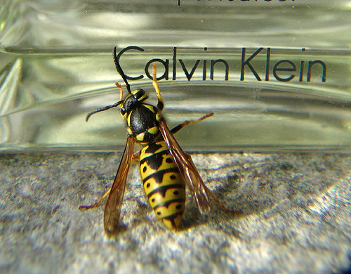 wasp love Calvin Klein