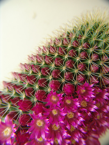 Mammillaria backebergiana