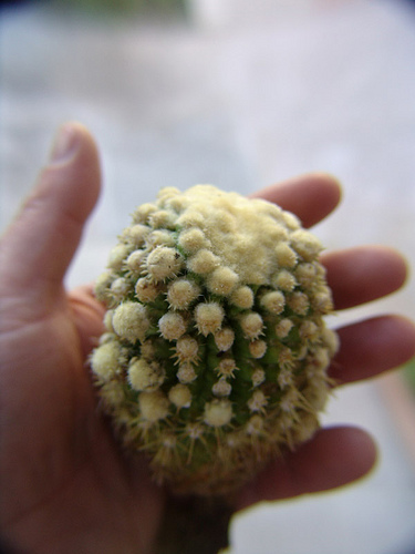 a gift (echinocactus grusonii f. monstruosa)