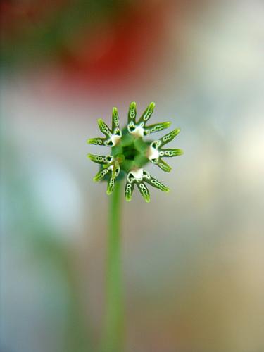 euphorbia goblosa flower macro