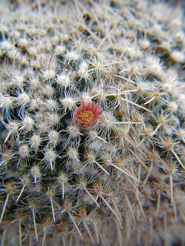 mammillaria geminispina