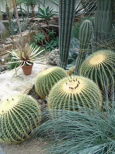echinocactus grusonii landscape