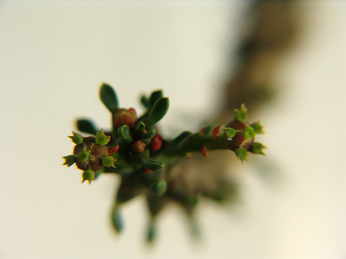 Euphorbia capmedusae flowers