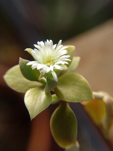 white aptenia cordifolia
