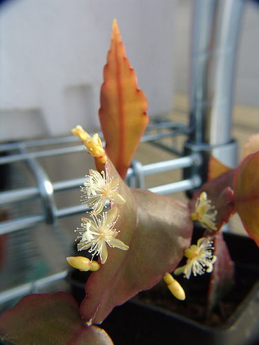 rhipsalis elliptica flowers