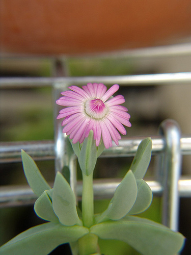 delosperma sp