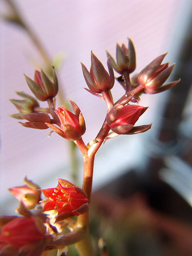 echeveria black prince flowers