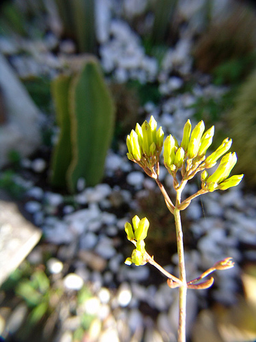 kalanchoe longiflora flowers