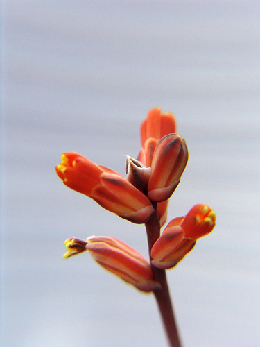 Aloe haworthoides flowers macro