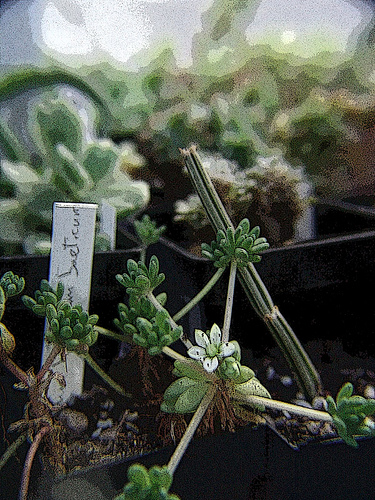sedum hirsutum ssp baeticum