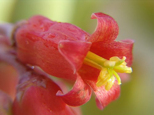 cotyledon orbiculata var blonga flower