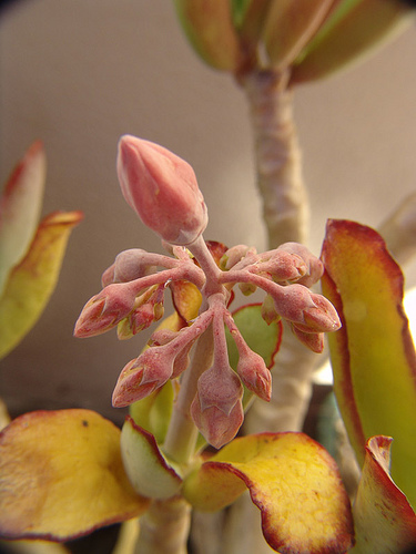 cotyledon oblonga flowers