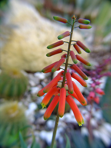 aloe ciliaris flowers