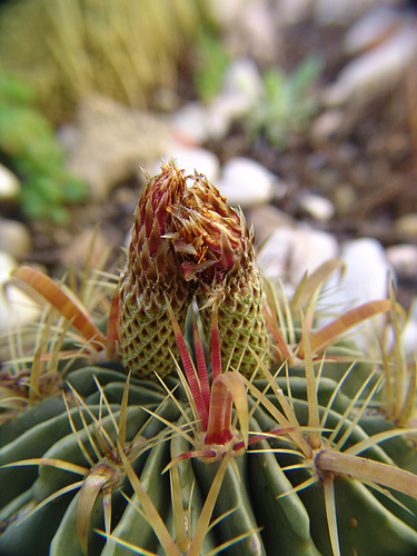 ferocactus latispinus old flowers