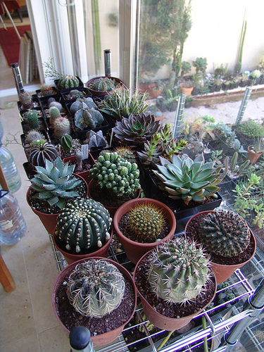 Cactos