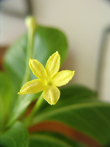 brighamia insignis flower