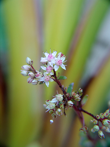 sedum matrona flowers