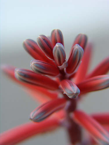 aloe variegata flower macro