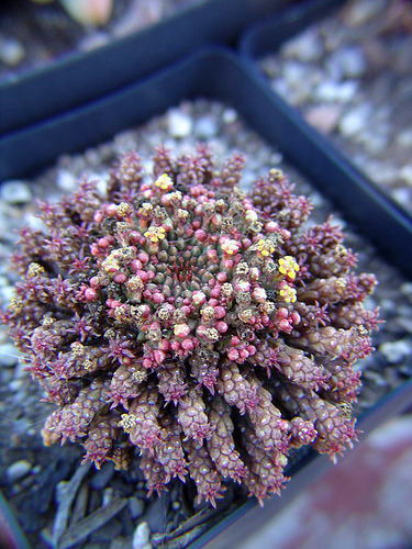 ja collection - euphorbia flanaganii