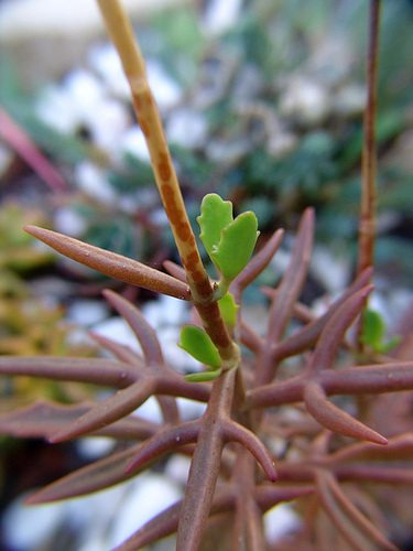 kalanchoe kewensis