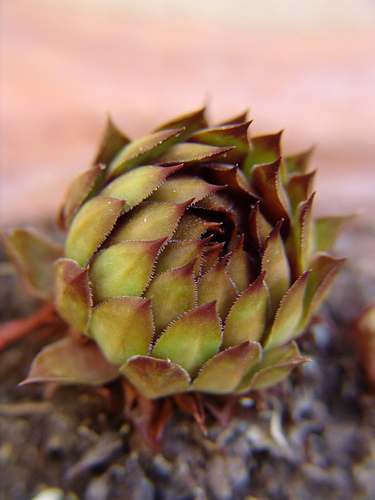 sempervivum tectorum