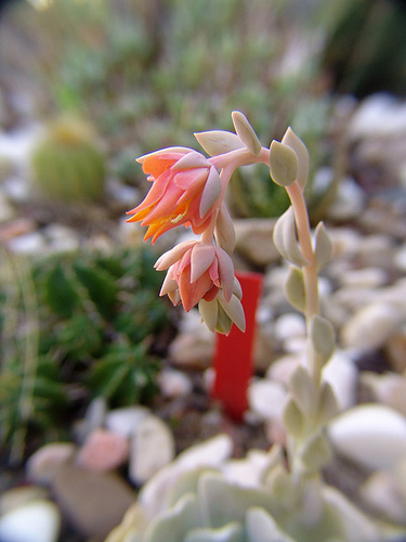 echeveria secunda flowers