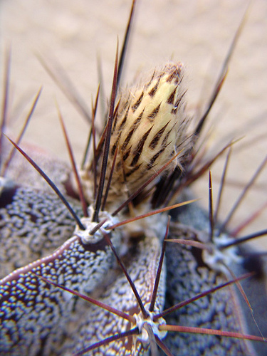 astrophytum miryostigma flower