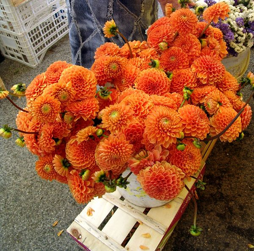 orange dahlias