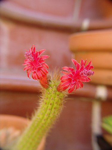 cleistocactus samampantius flowers