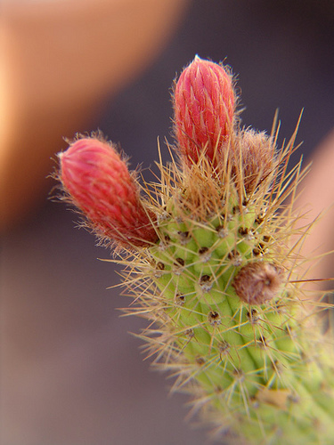 cleistocactus sp flowers