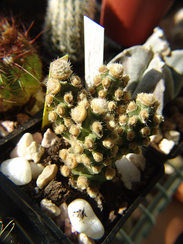 tephrocactus molynensis