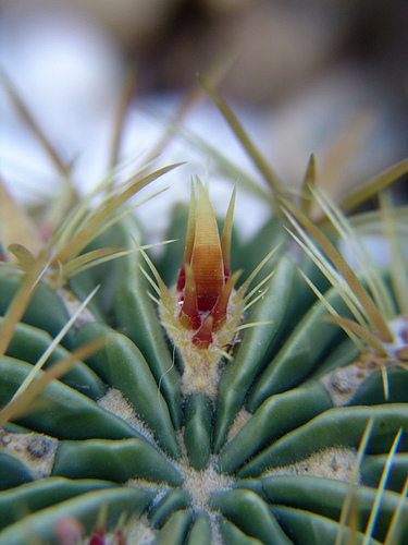 ferocactus latispinus new spines