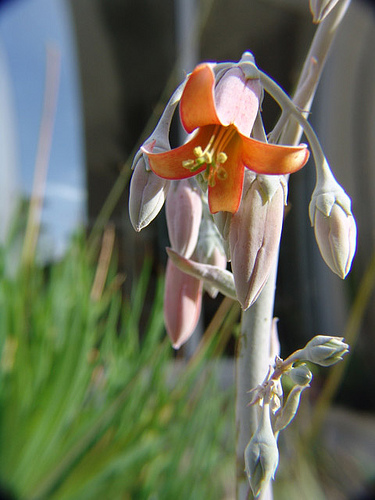 cotyledon undulata flowers