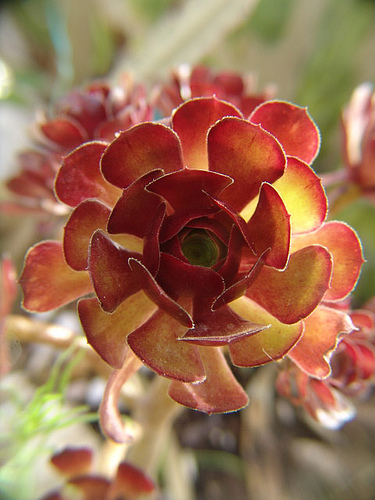 aeonium atropurpureum